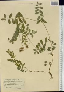 Astragalus norvegicus Grauer, Siberia, Yakutia (S5) (Russia)