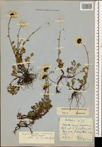 Tripleurospermum caucasicum (Willd.) Hayek, Caucasus, North Ossetia, Ingushetia & Chechnya (K1c) (Russia)