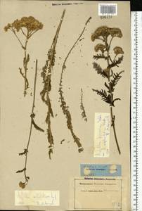Achillea millefolium L., Eastern Europe, Lower Volga region (E9) (Russia)