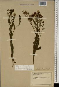 Aster amellus subsp. bessarabicus (Bernh. ex Rchb.) Soó, Caucasus, Krasnodar Krai & Adygea (K1a) (Russia)