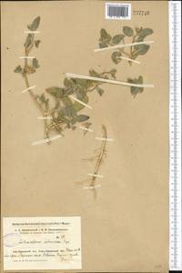 Cithareloma lehmannii Bunge, Middle Asia, Syr-Darian deserts & Kyzylkum (M7)