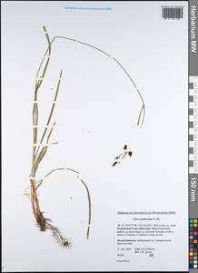 Carex podocarpa R.Br., Siberia, Yakutia (S5) (Russia)