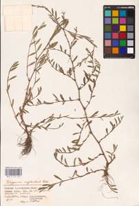 Polygonum neglectum Besser, Eastern Europe, Lower Volga region (E9) (Russia)