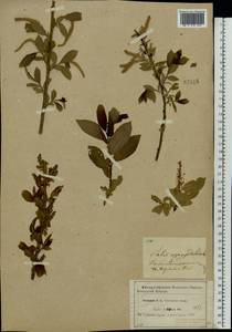 Salix triandra L., Eastern Europe, Western region (E3) (Russia)