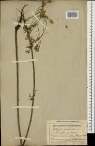 Centaurea arenaria M. Bieb. ex Willd., Caucasus, Stavropol Krai, Karachay-Cherkessia & Kabardino-Balkaria (K1b) (Russia)