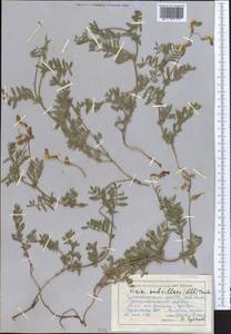 Vicia subvillosa (Ledeb.)Boiss., Middle Asia, Pamir & Pamiro-Alai (M2) (Tajikistan)