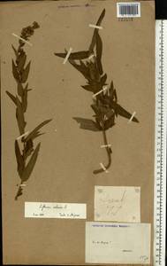 Lythrum salicaria L., Eastern Europe, Lower Volga region (E9) (Russia)