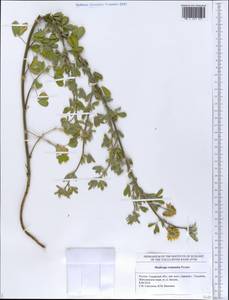 Medicago falcata subsp. falcata, Eastern Europe, Middle Volga region (E8) (Russia)