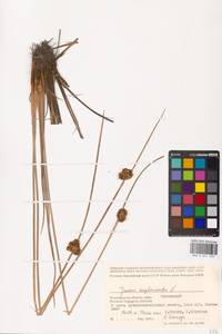 Juncus conglomeratus L., Eastern Europe, Lower Volga region (E9) (Russia)