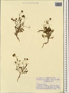 Valerianella coronata (L.) DC., Caucasus, Armenia (K5) (Armenia)