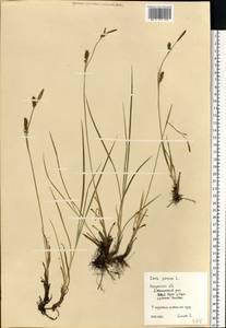 Carex panicea L., Eastern Europe, Central region (E4) (Russia)