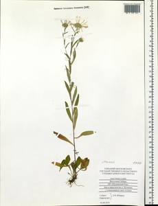 Heteropappus biennis (Ledeb.) Tamamsch. ex Grubov, Siberia, Altai & Sayany Mountains (S2) (Russia)
