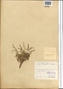 Leiospora bellidifolia (Danguy) Botsch. & Pachom., Middle Asia, Pamir & Pamiro-Alai (M2)