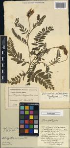 Astragalus laxmannii subsp. laxmannii, Unclassified