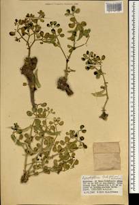 Zygophyllum rosovii var. latifolium (Schrenk) Popov, Mongolia (MONG) (Mongolia)