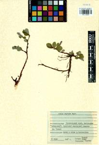 Salix reptans Rupr., Siberia, Central Siberia (S3) (Russia)