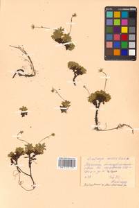 Micranthes merkii subsp. merkii, Siberia, Russian Far East (S6) (Russia)