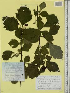 Crataegus rivularis Nutt. ex Torr. & A. Gray, Eastern Europe, Moscow region (E4a) (Russia)