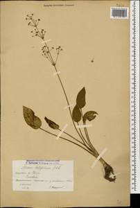 Alisma plantago-aquatica L., Caucasus, Armenia (K5) (Armenia)