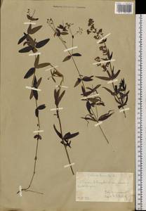 Galium boreale L., Siberia, Chukotka & Kamchatka (S7) (Russia)
