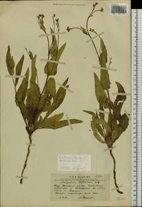 Lactuca sibirica (L.) Maxim., Siberia, Altai & Sayany Mountains (S2) (Russia)