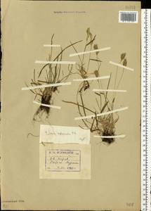 Koeleria spicata (L.) Barberá, Quintanar, Soreng & P.M.Peterson, Eastern Europe, Northern region (E1) (Russia)