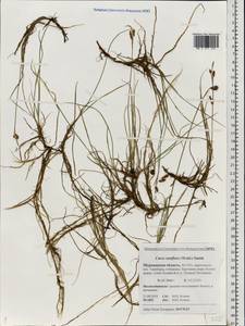 Carex rariflora (Wahlenb.) Sm., Eastern Europe, Northern region (E1) (Russia)