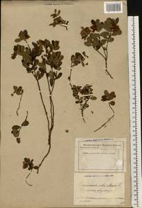Vaccinium vitis-idaea L., Eastern Europe, Latvia (E2b) (Latvia)
