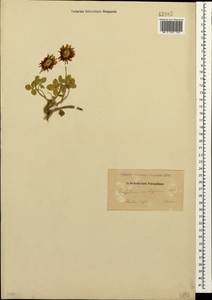 Trifolium ambiguum M.Bieb., Caucasus, Dagestan (K2) (Russia)
