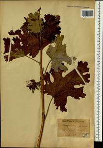 Macleaya cordata (Willd.) R. Br., South Asia, South Asia (Asia outside ex-Soviet states and Mongolia) (ASIA) (Japan)