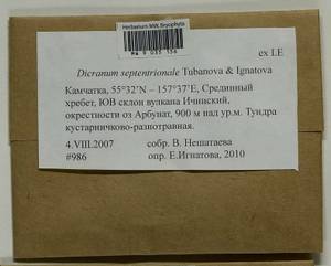 Dicranum septentrionale Tubanova & Ignatova, Bryophytes, Bryophytes - Chukotka & Kamchatka (B21) (Russia)