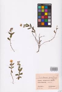 Helianthemum nummularium (L.) Mill., Eastern Europe, West Ukrainian region (E13) (Ukraine)