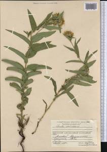 Pentanema salicinum (L.) D. Gut. Larr., Santos-Vicente, Anderb., E. Rico & M. M. Mart. Ort., Siberia, Central Siberia (S3) (Russia)