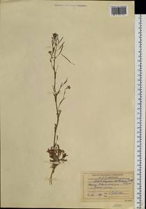 Crucihimalaya mollissima (C. A. Mey.) Al-Shehbaz, O'Kane & R. A. Price, Siberia, Yakutia (S5) (Russia)