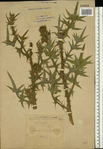 Cirsium vulgare (Savi) Ten., Eastern Europe, Eastern region (E10) (Russia)