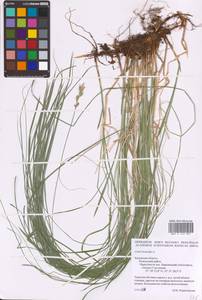 Carex brizoides L., Eastern Europe, Central region (E4) (Russia)