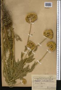 Achillea filipendulina Lam., Middle Asia, Western Tian Shan & Karatau (M3) (Kazakhstan)