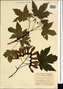 Acer heldreichii subsp. trautvetteri (Medvedev) A. E. Murray, Caucasus, Georgia (K4) (Georgia)