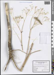 Conium maculatum L., South Asia, South Asia (Asia outside ex-Soviet states and Mongolia) (ASIA) (Iran)