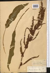 Rumex crispus L., Middle Asia, Dzungarian Alatau & Tarbagatai (M5) (Kazakhstan)