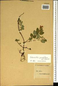 Clinopodium grandiflorum (L.) Kuntze, Crimea (KRYM) (Russia)
