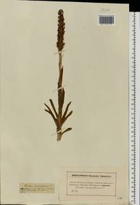 Anacamptis coriophora (L.) R.M.Bateman, Pridgeon & M.W.Chase, Eastern Europe, Moscow region (E4a) (Russia)