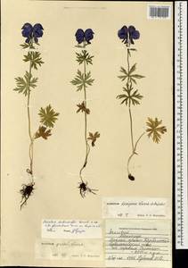 Aconitum glandulosum Rapaics, Mongolia (MONG) (Mongolia)