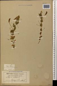 Lathyrus aphaca L., Caucasus, Georgia (K4) (Georgia)