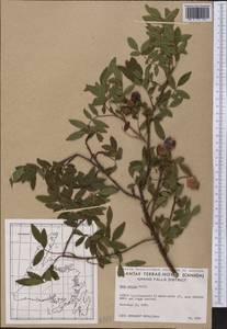 Rosa nitida Willd., America (AMER) (Canada)