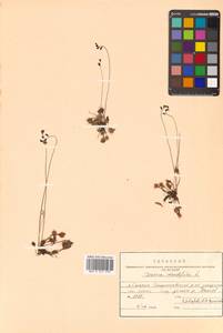 Drosera rotundifolia L., Siberia, Russian Far East (S6) (Russia)