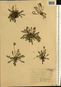 Taraxacum erythrospermum Andrz. ex Besser, Eastern Europe, Central region (E4) (Russia)