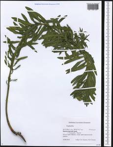 Euphorbia, Caucasus, Black Sea Shore (from Novorossiysk to Adler) (K3) (Russia)