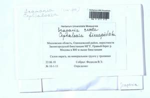 Scapania curta (Mart.) Dumort., Bryophytes, Bryophytes - Moscow City & Moscow Oblast (B6a) (Russia)