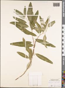 Elaeagnus angustifolia, Caucasus, North Ossetia, Ingushetia & Chechnya (K1c) (Russia)